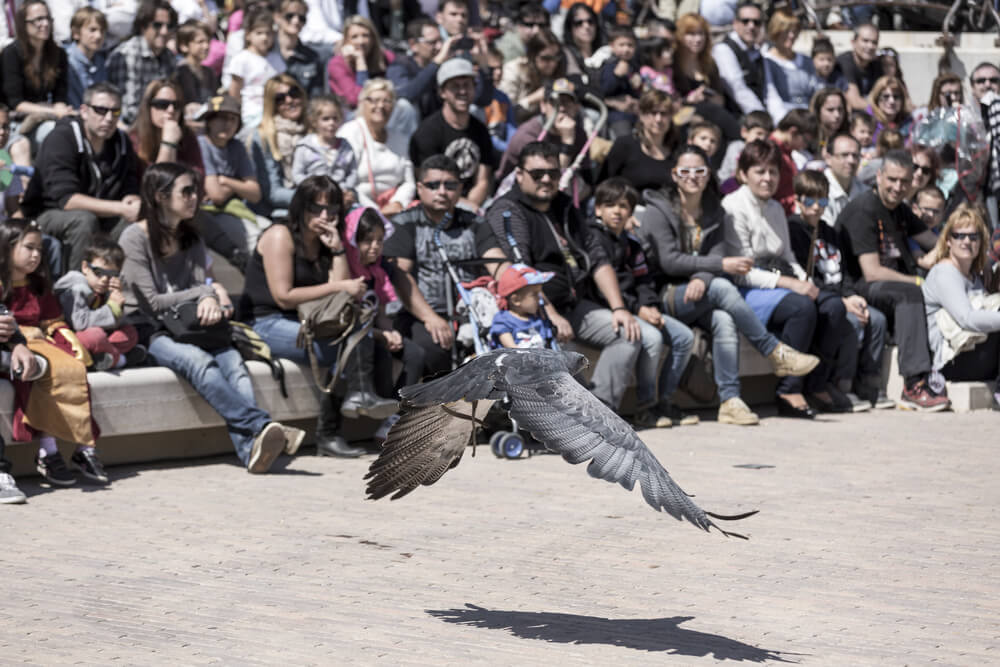 rapace montblanc spectacle