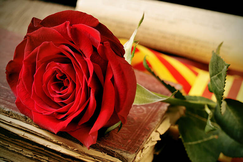 sant jordi tradition catalane rose livre