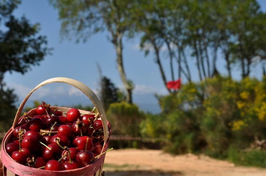 fete cerises ceret