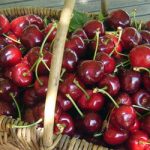 Cereza, fruta gourmet, Joya Catalana