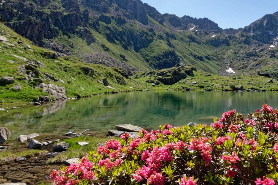 lac fleurs parc naturel aigüestortes