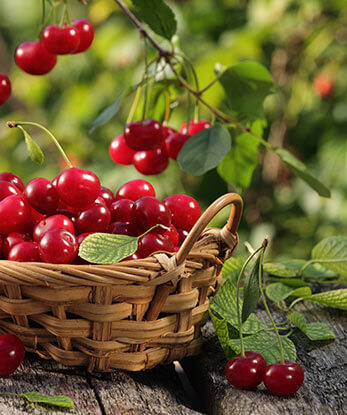 cerise panier fruit