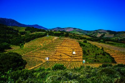 paysage nature port vendres