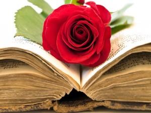 sant jordi rose