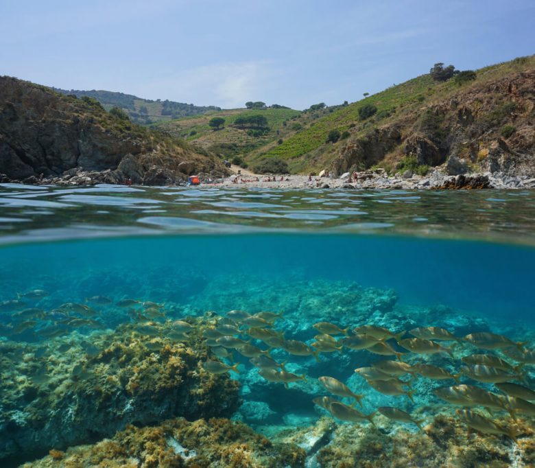 Plongée cerbère banyuls