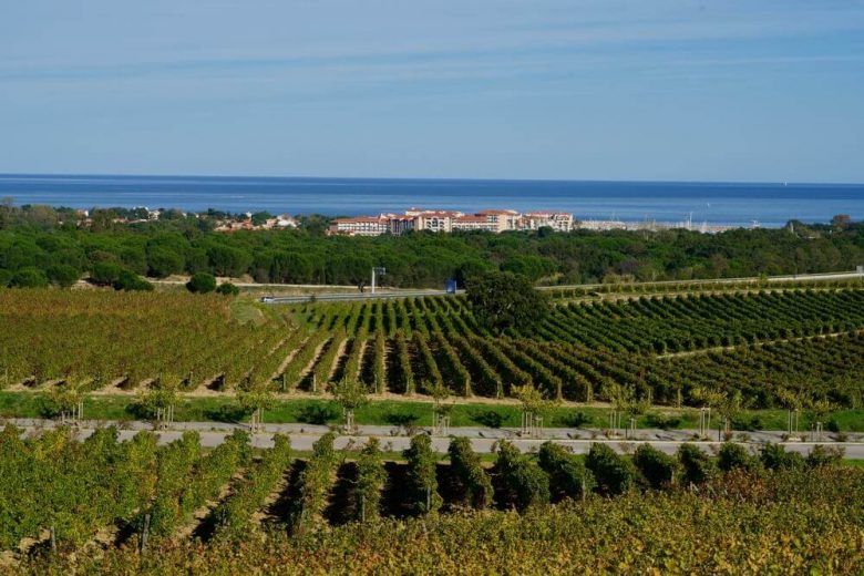 occitanie pyrenées orientales vignoble mer