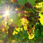 El Rosellón, tierra vitícola catalana