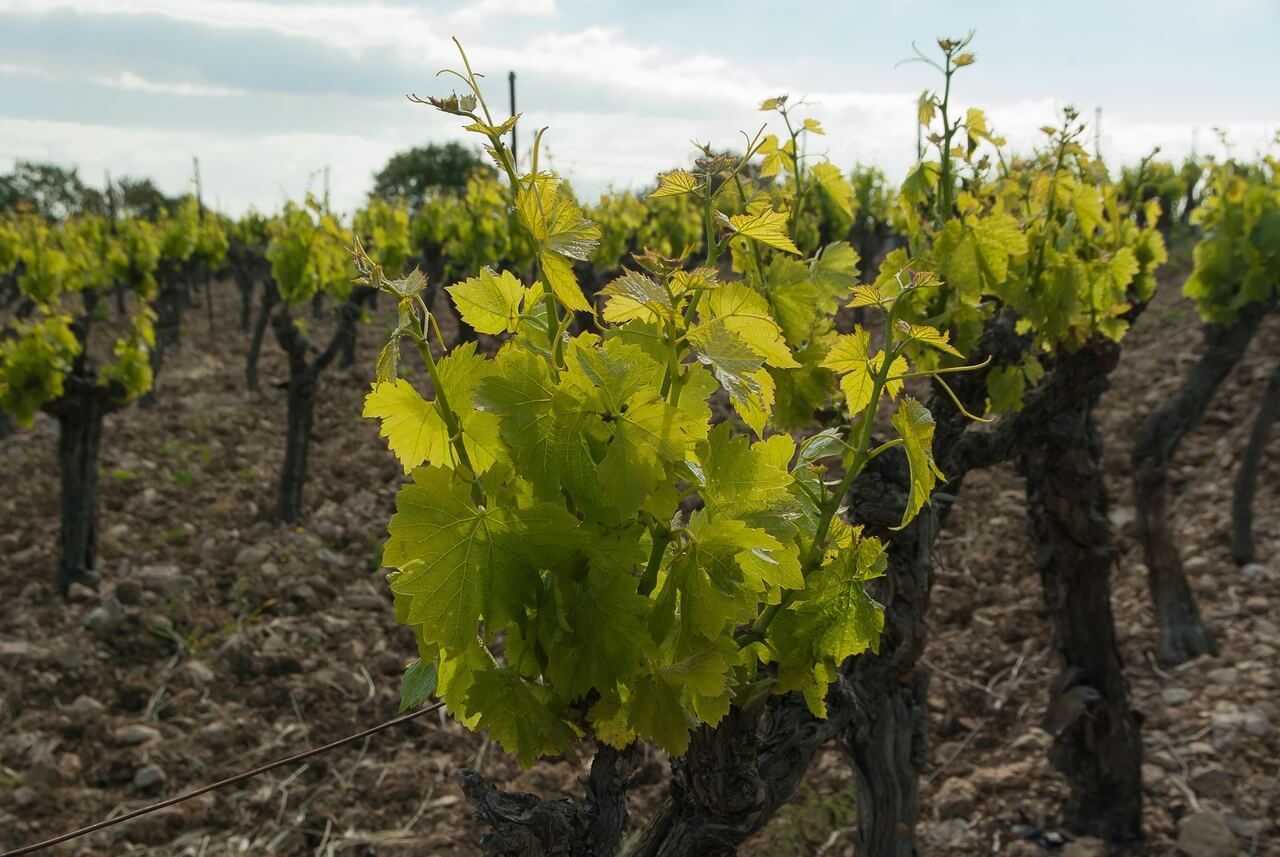 Vignes