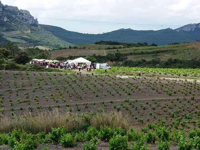 Vignes