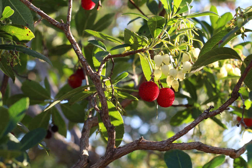 nature pyrenées orientales occitanie