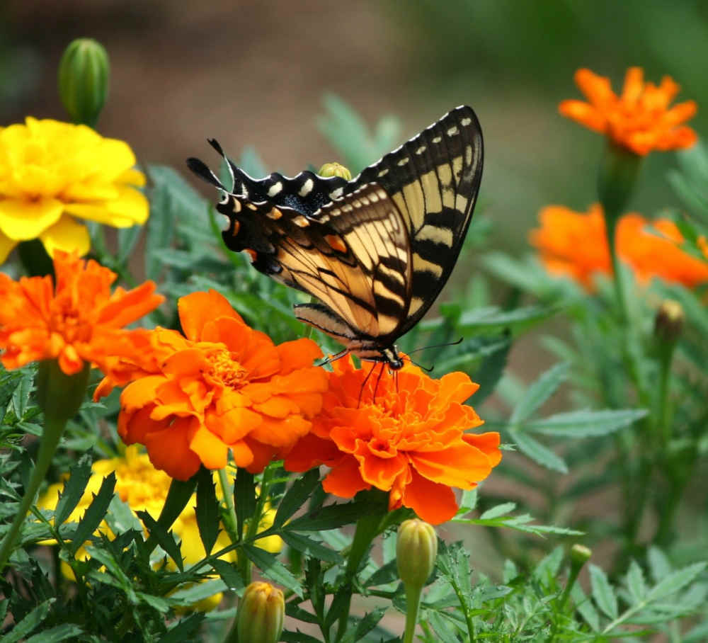 nature rdv aux jardins