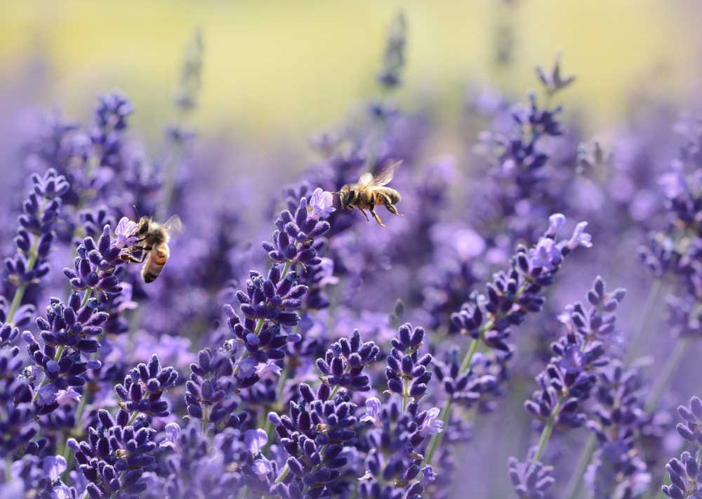 nature-environnement-jardins