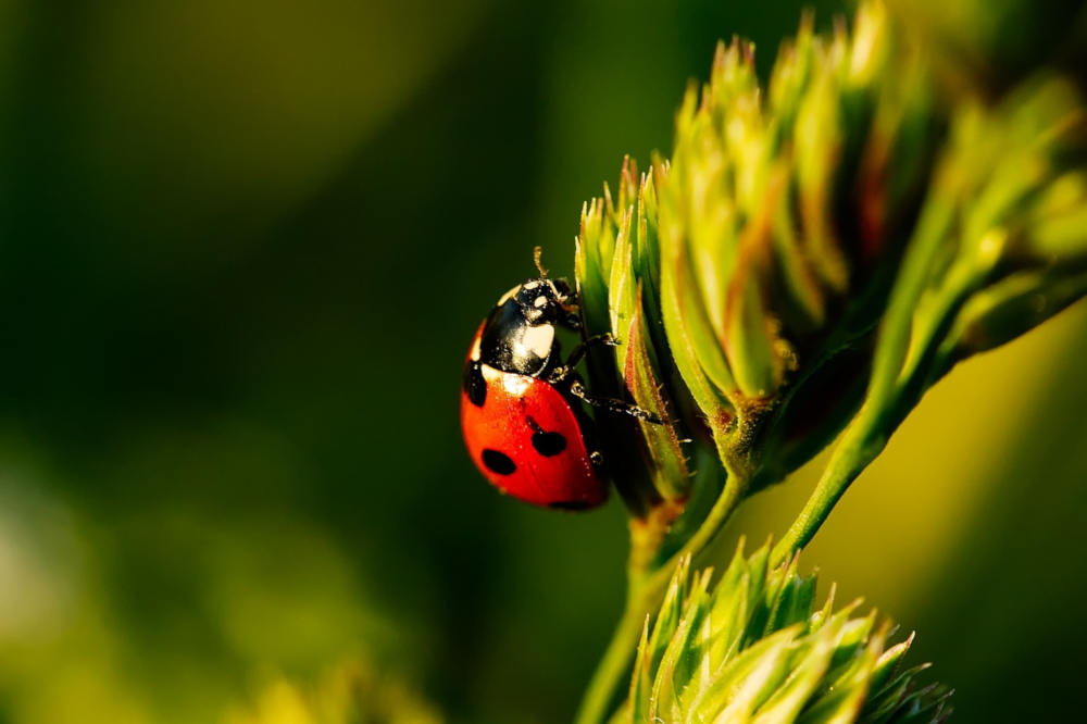 nature environnement tourisme vert