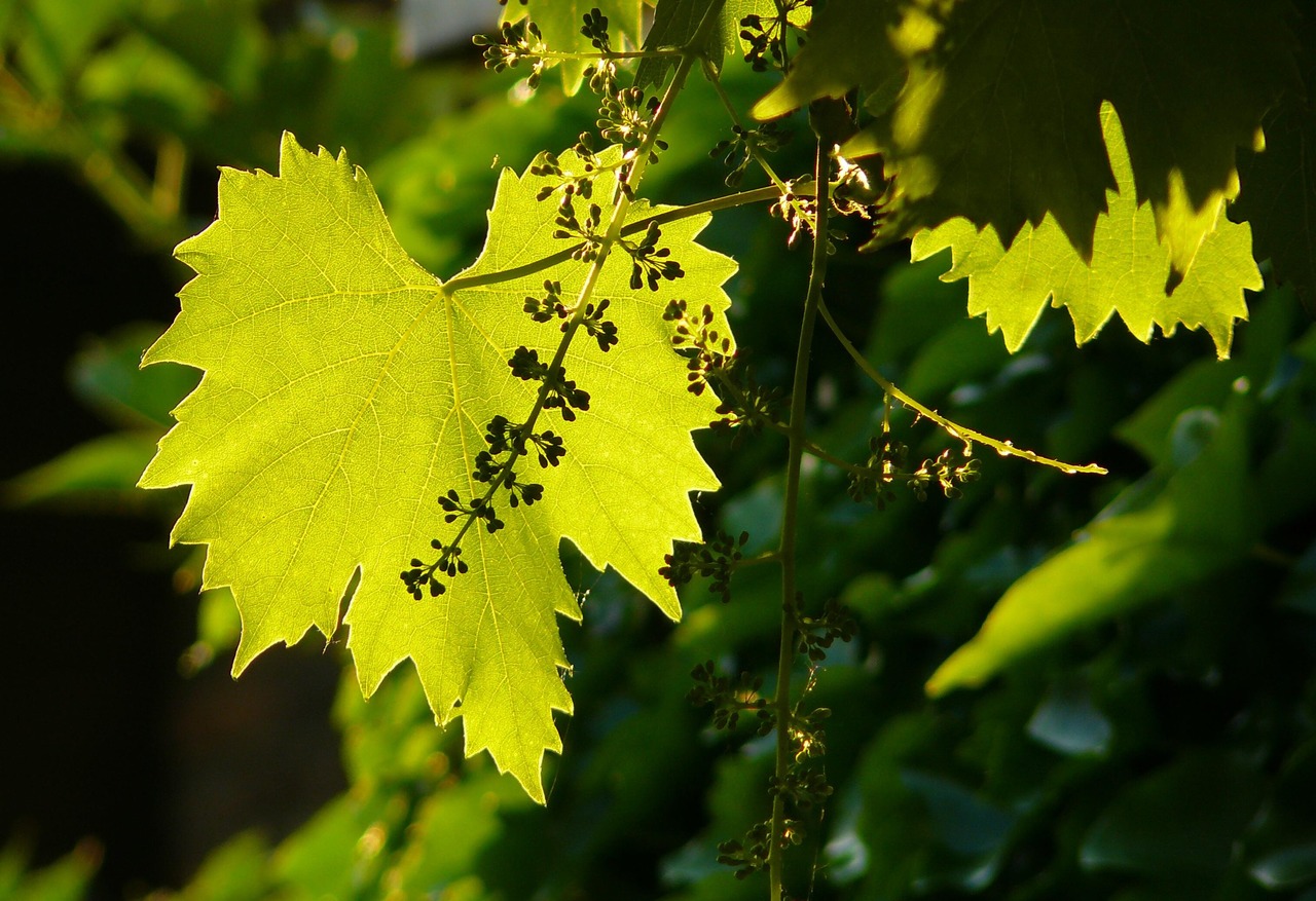 vin pyrénées orientales vignes