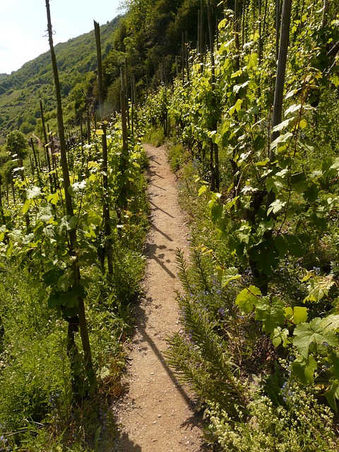 oenologie dégustation randonées pyrénées orientales