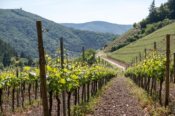 Pyrénées Orientales oenologie vignoble