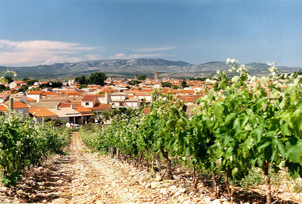 champs de vignes Pays Catalan qualité AOC