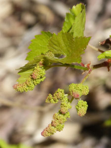 casot de vigne Pyrénées orientales Occitanie Catalogne