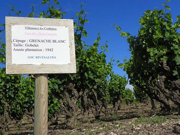 Vin dégustation Rivesaltes Qualité AOC eonologie