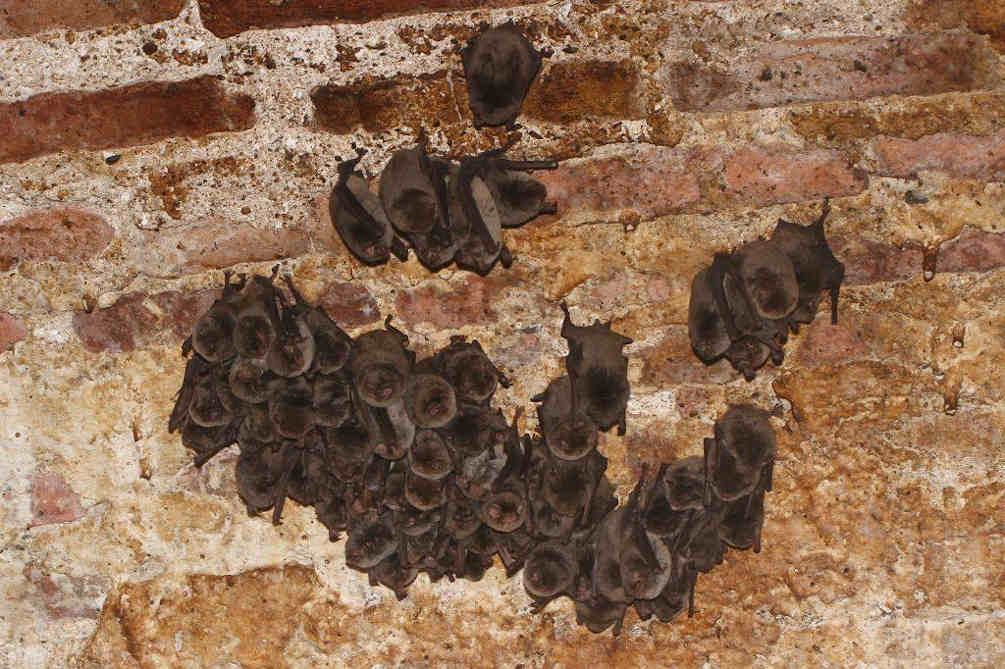 animal vampire salses pyrénées orientales