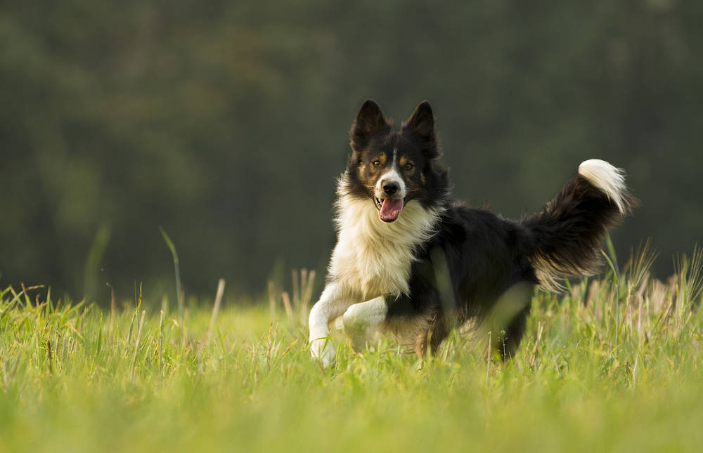 Invité canin Chien Troupeau