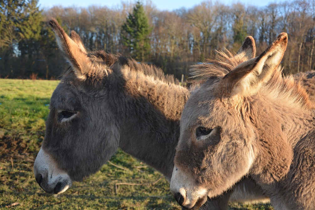 Donkey campagne Pays catalan