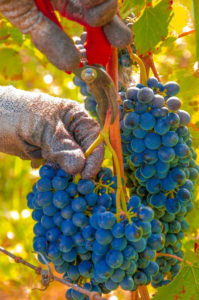 Vendanges Vin Apéro Jazz Torreilles