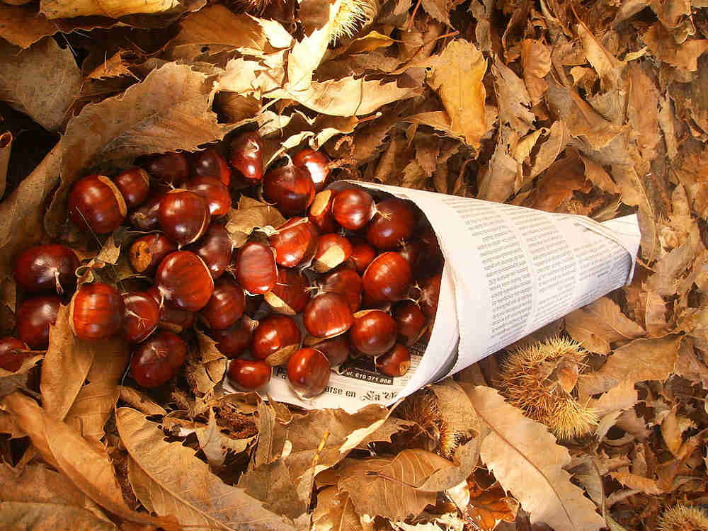 Chataignes crues feuilles