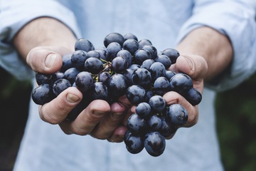 raisins vendanges pays catalan