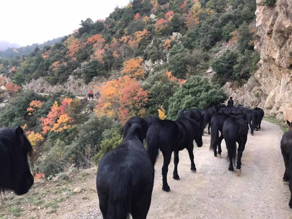 chevaux de merens pyrenées orientales