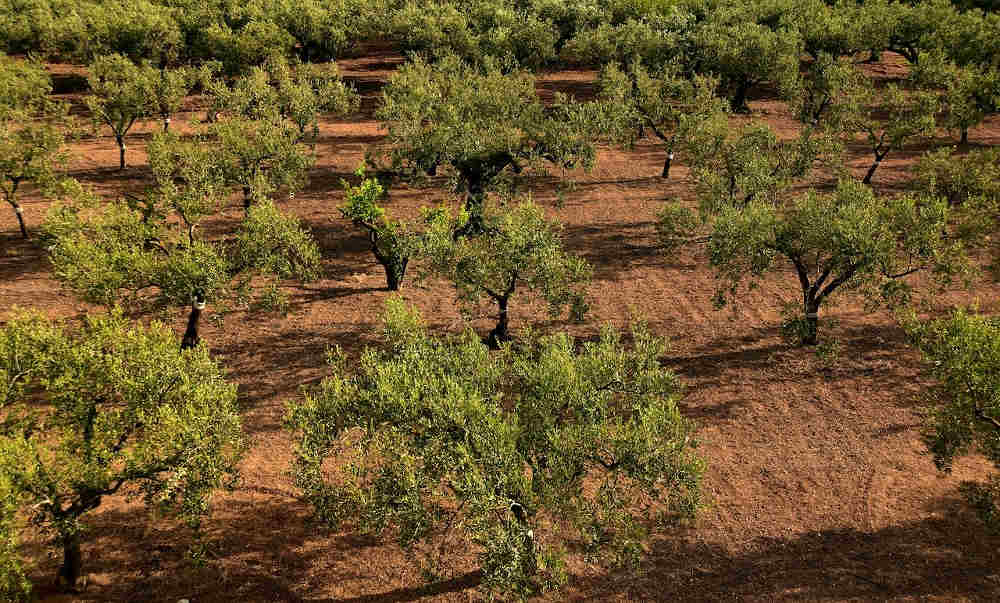 oliveraie savoir faire catalan