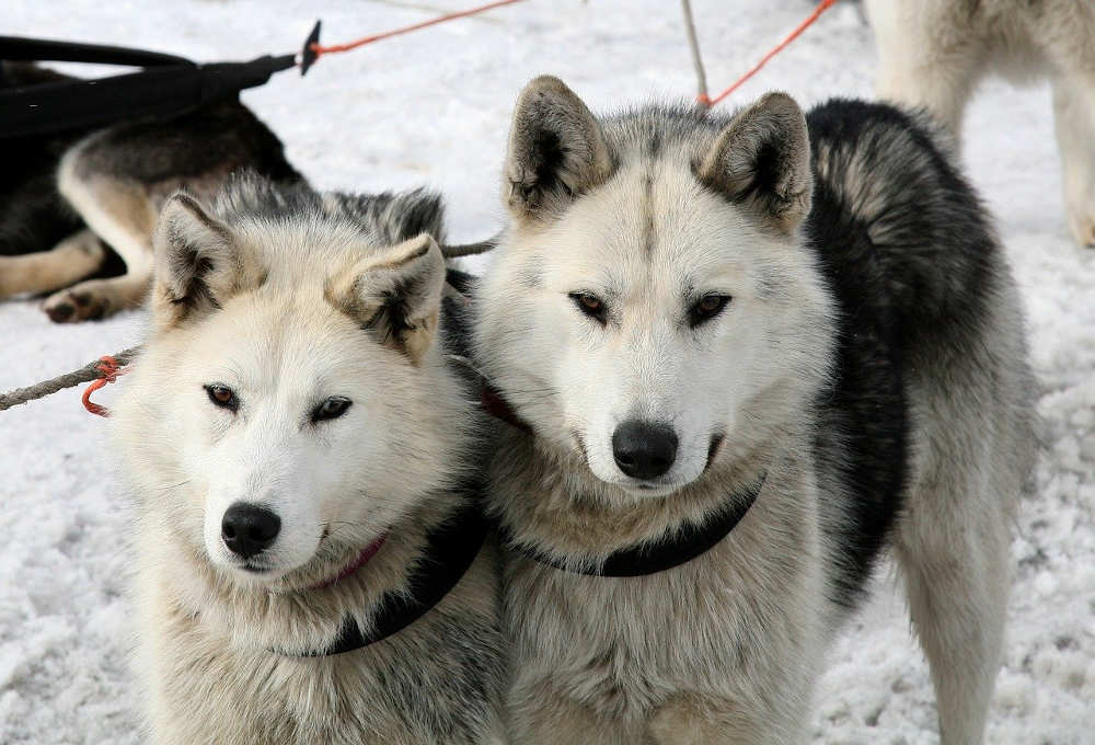 musher race font romeu pays catalan