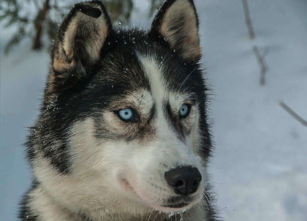 événement pyrénées orientales musher race 2020