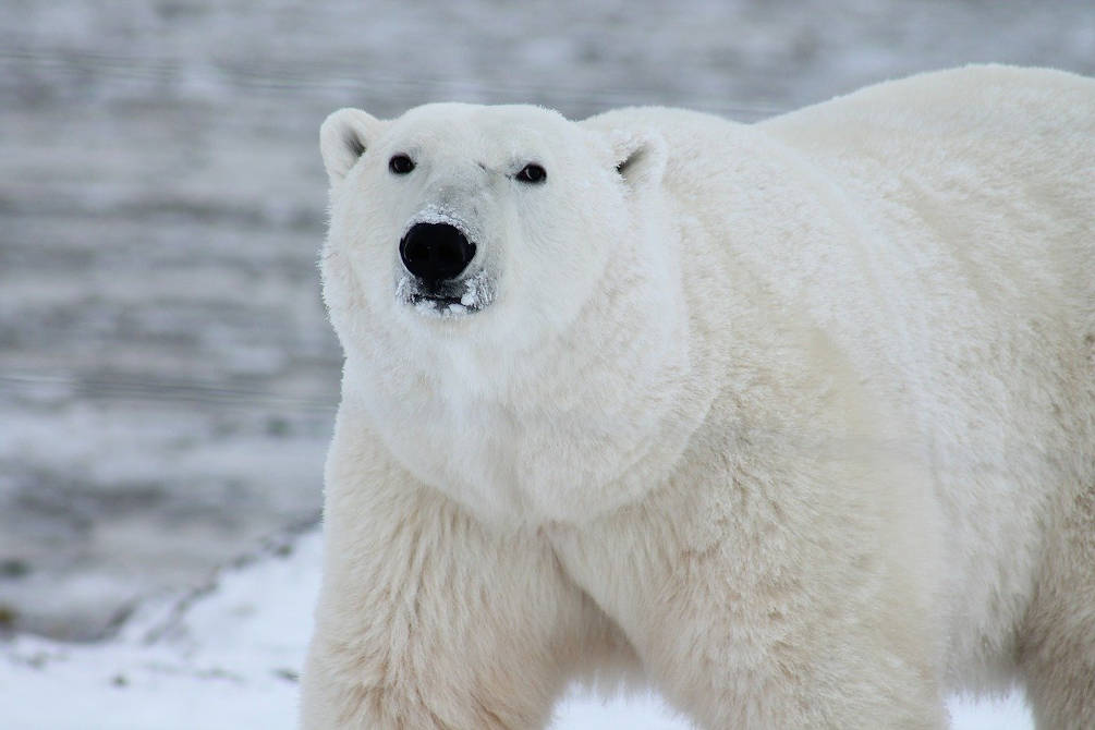 voyage neige nature animaux