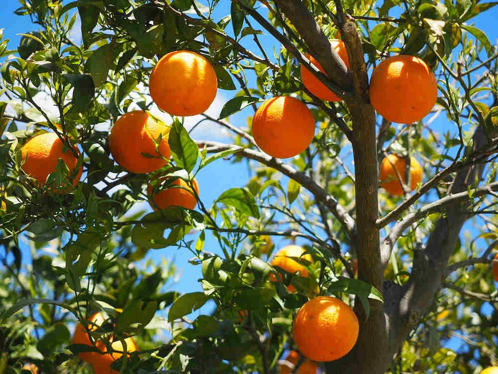 pays catalan fête orange Banyuls-sur-Mer 66