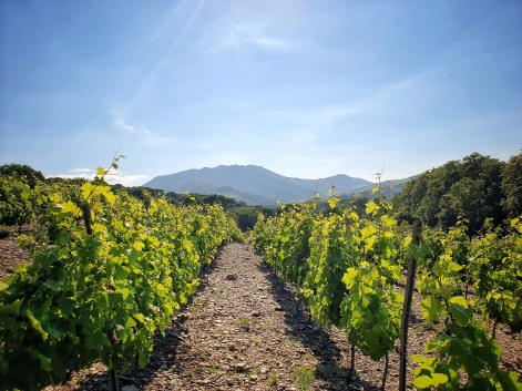 vignes pays catalan pyrénées orientales vin raisin oenologie