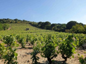balade vigne vingrau