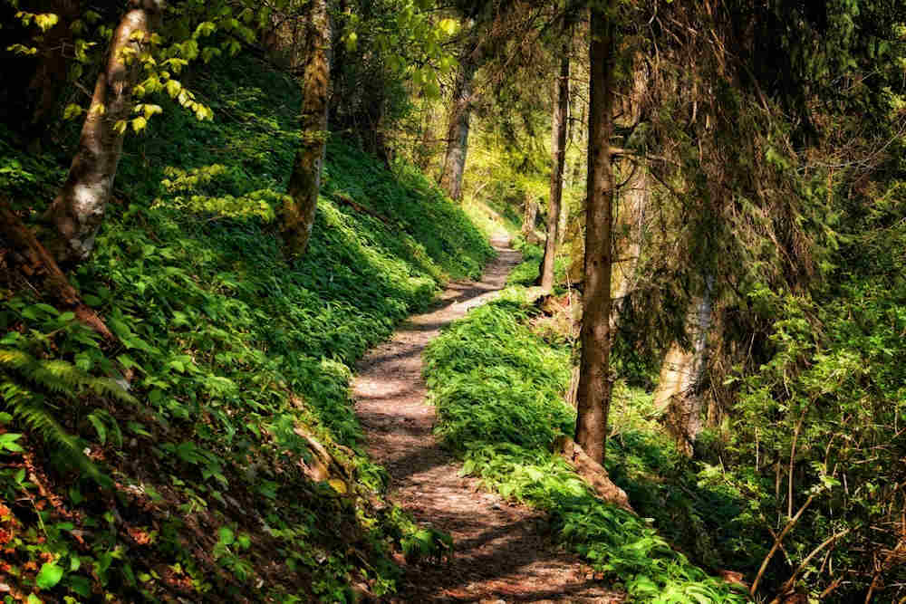 forêt nature pays catalan pyrénées orientales