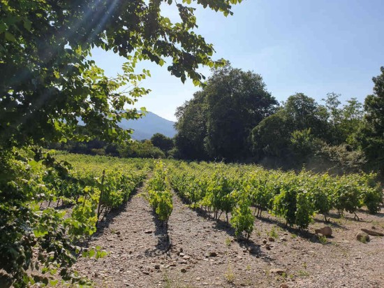 vignes pays catalan randonnée nature