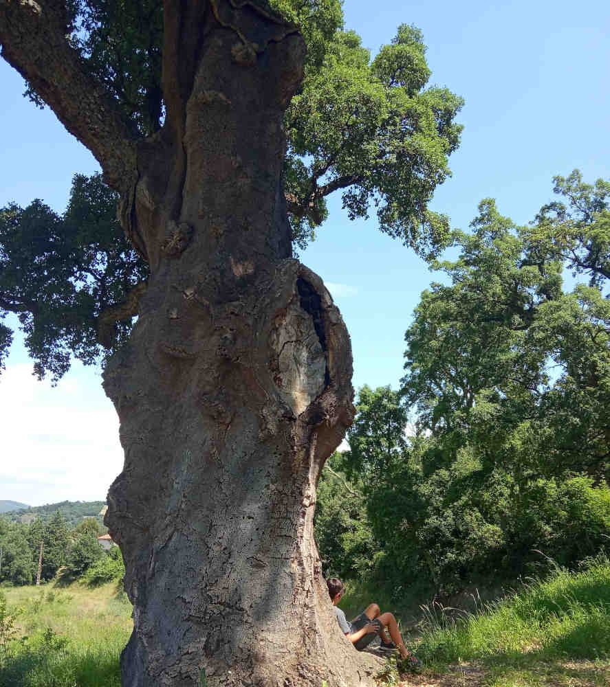 bain de forêt parle arbre nature slow pyrénées orientales