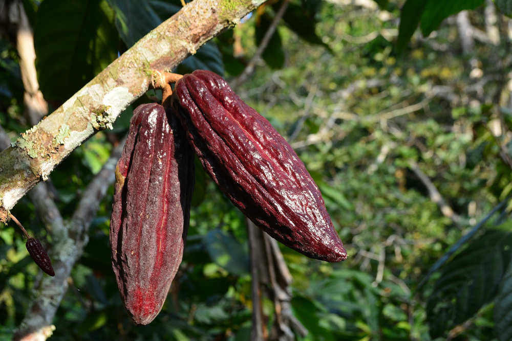 fève cacao boisson chaude