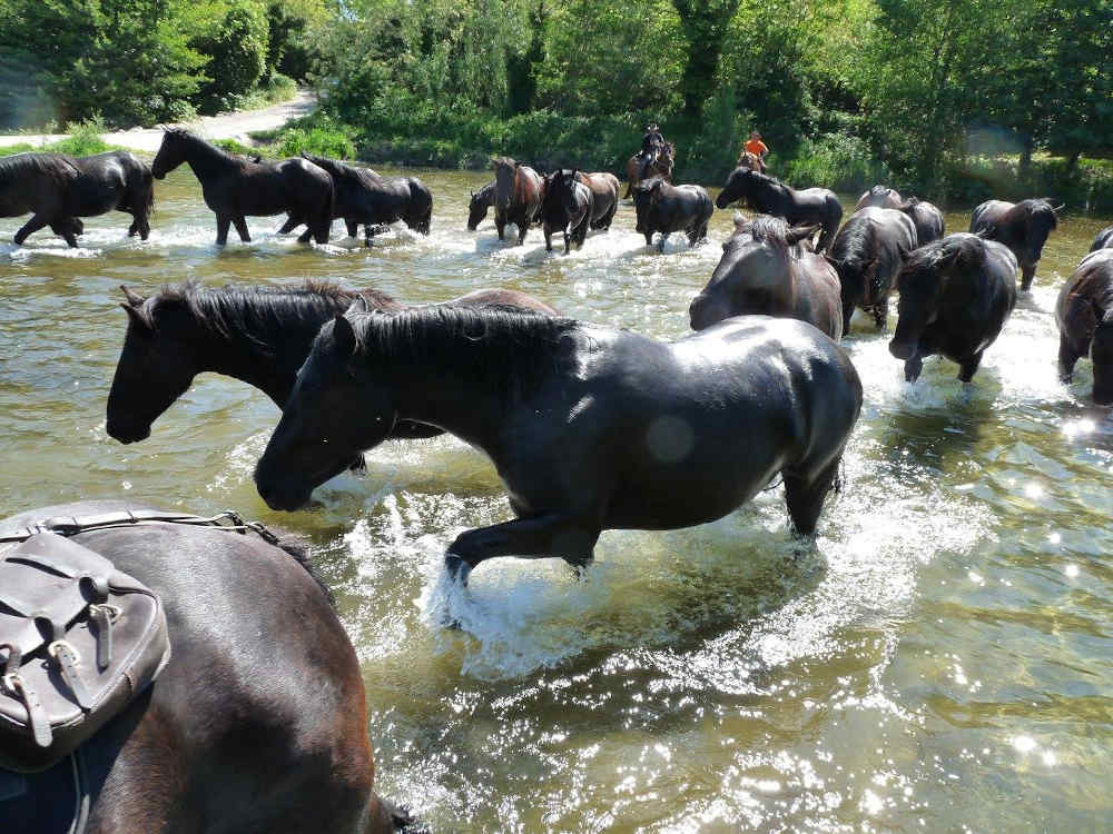 transhumance des mérens
