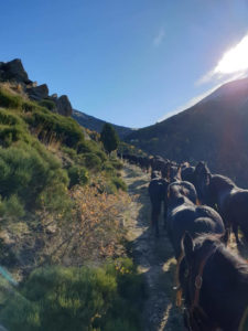 transhumance des mérens