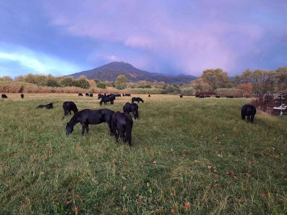 transhumance des mérens