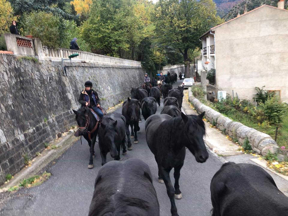 transhumance des mérens