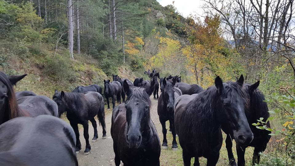 transhumance des mérens