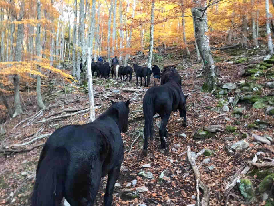 transhumance des mérens