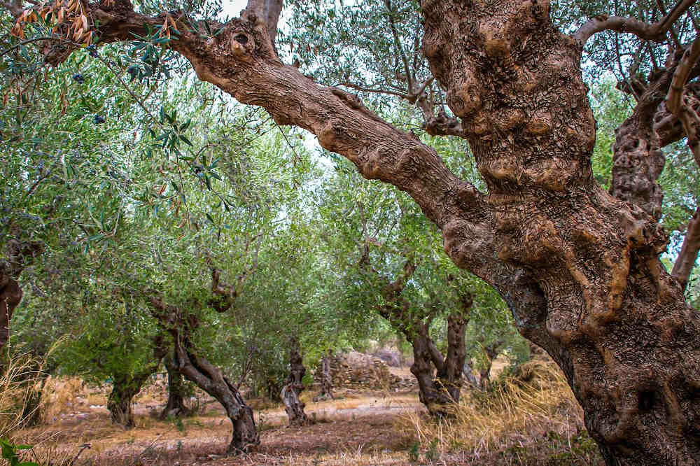 arbre huile d'olive