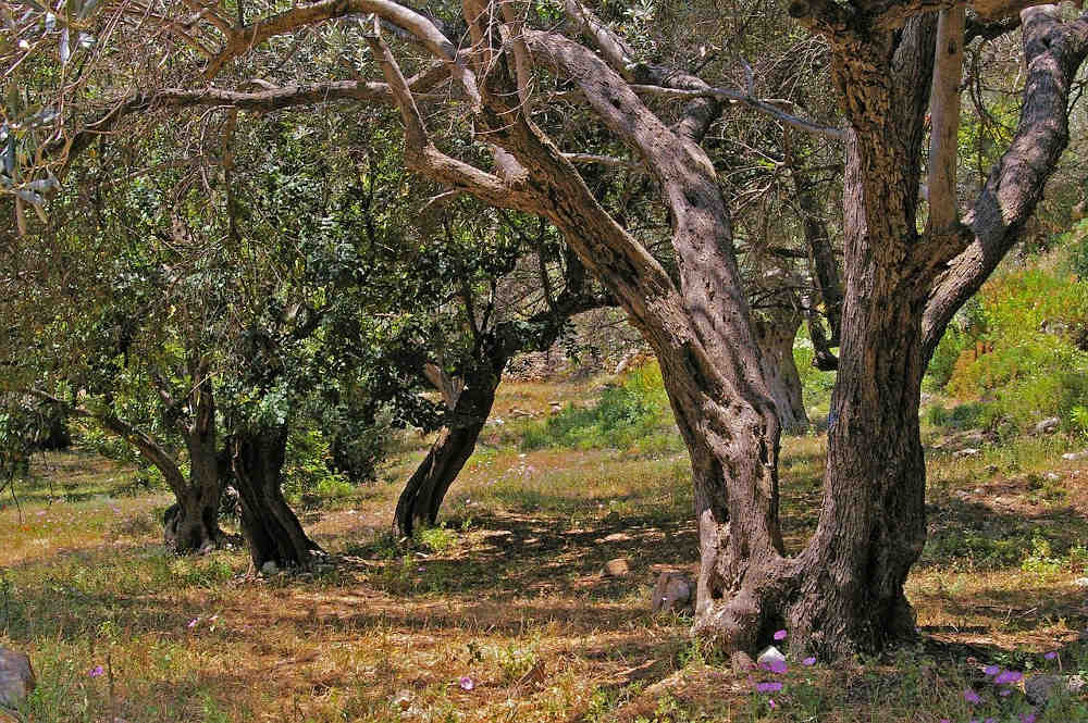 arbres huile d'olive pays catalan