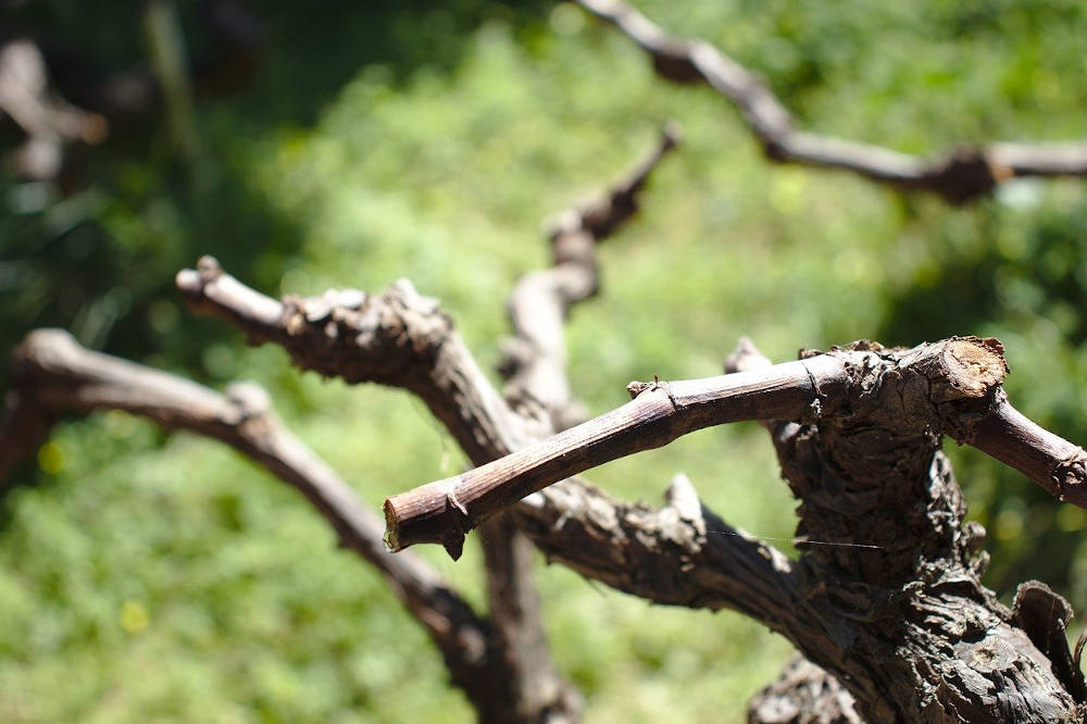 pyrénées oirentales activité oenologie degustation